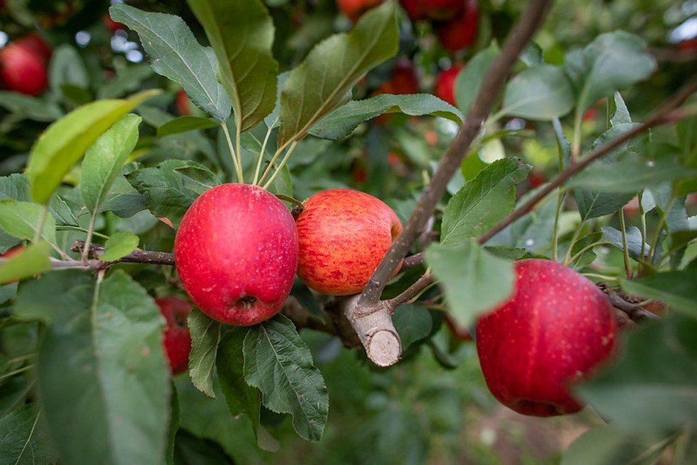 Condições climáticas foram favoráveis para o sabor da maçã — Foto: Wenderson Araújo / CNA