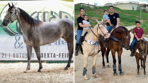 Wesley Safadão investe em cavalos de raça — Foto: Divulgação/ @harasws