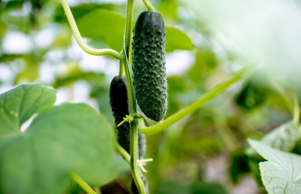 É possível cultivar pepino em diferentes espaços, desde fazendas até apartamentos — Foto: Canva/ Creative Commons