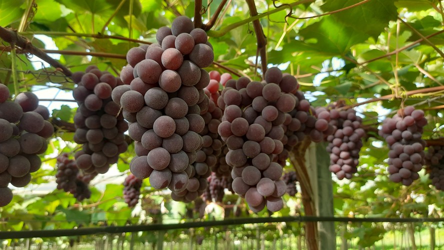 A colheita da safra de uvas na Serra Gaúcha deve render uma produção acima de 860 mil toneladas