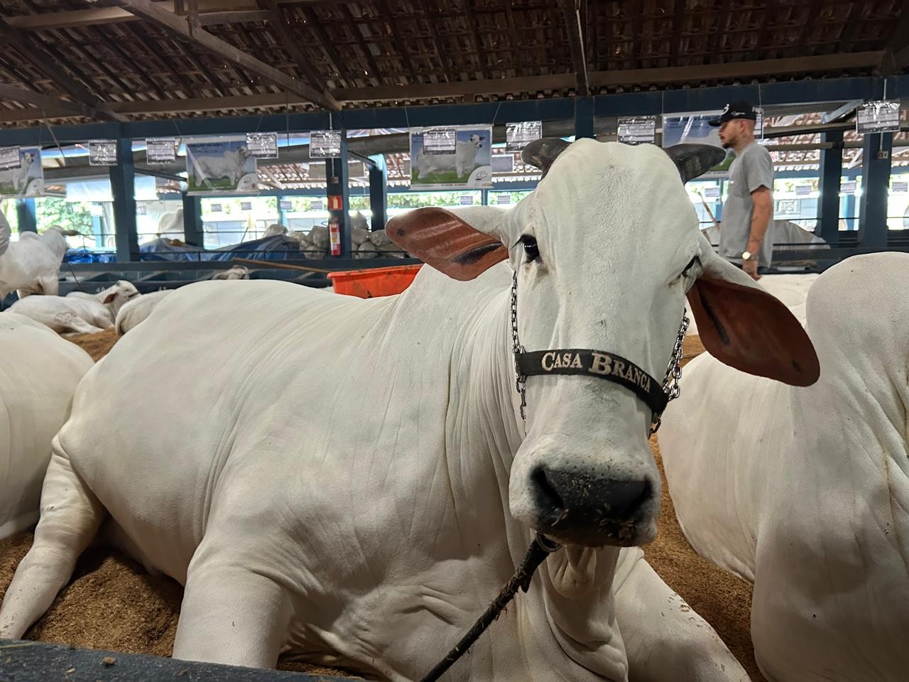 É tetra! Vaca de R$ 24 milhões é campeã na ExpoZebu pela quarta vez seguida
