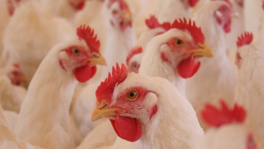 Exportações de carne de frango do RS em agosto aumentam 3,4%