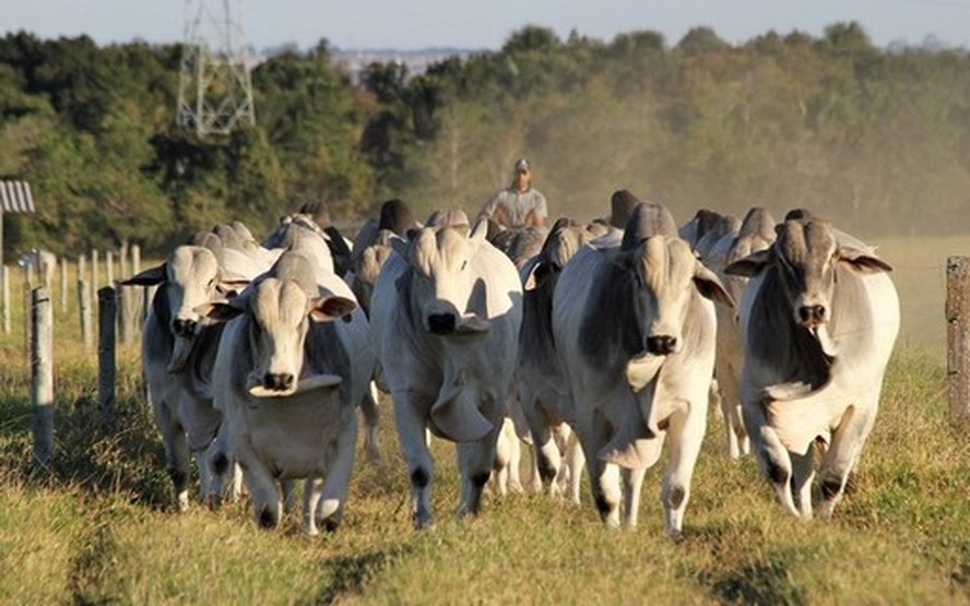 Frigorífico em MG planeja retomar abate de cavalos ainda este ano