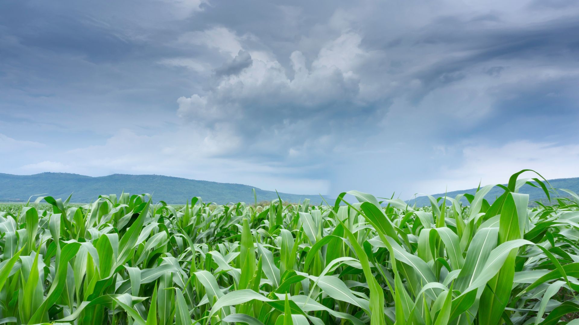 Ministério da Agricultura diagnostica desafios do agro em São Paulo