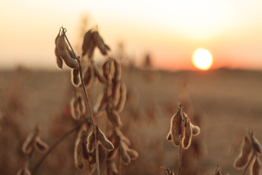 'Não vejo espaço para quedas bruscas no preço da soja', diz analista