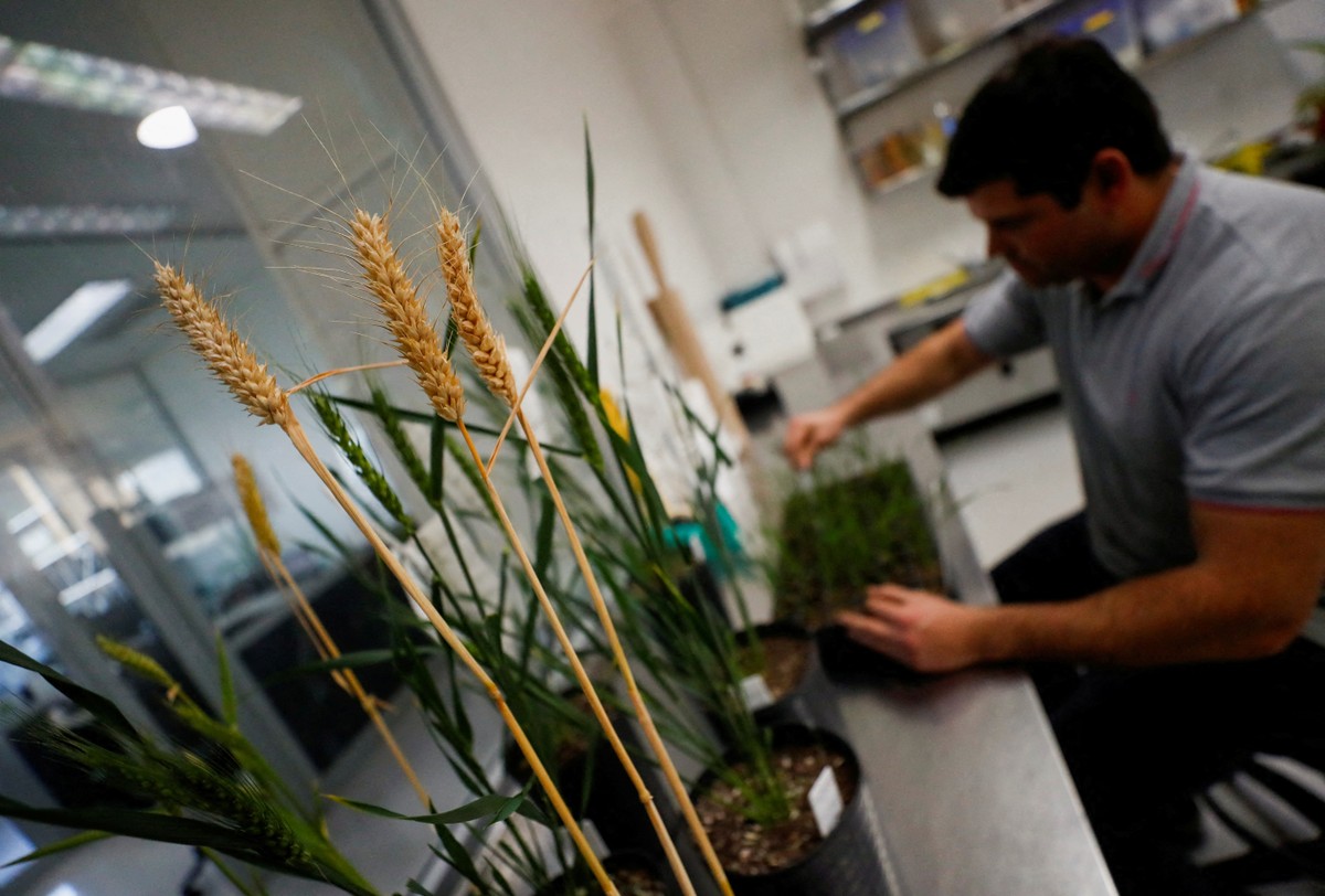 Brasil deve ganhar mais espaço nos negócios da Bioceres
