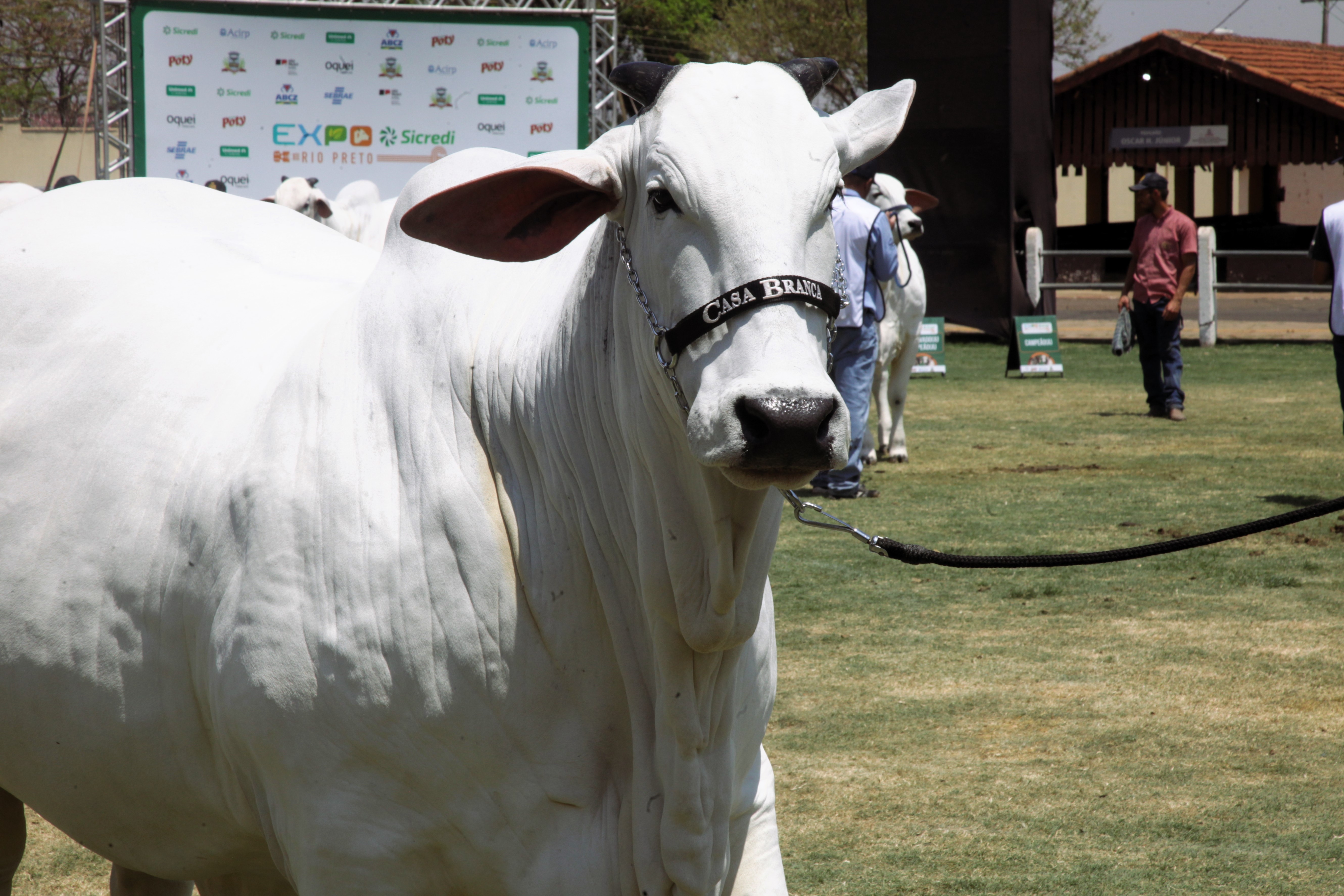 Vaca Nelore se torna a mais valiosa do mundo em leilão no Paraná