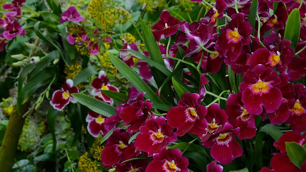 Orquídea miltonia — Foto: Canva / Creative Commoms