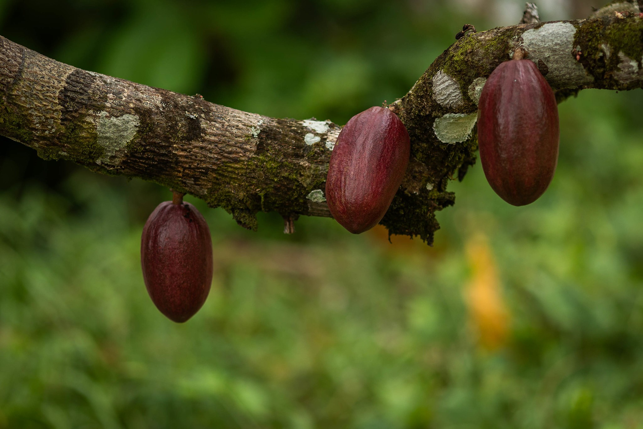 Queda na cotação do cacau fará preço do chocolate cair? Ouça o comentário