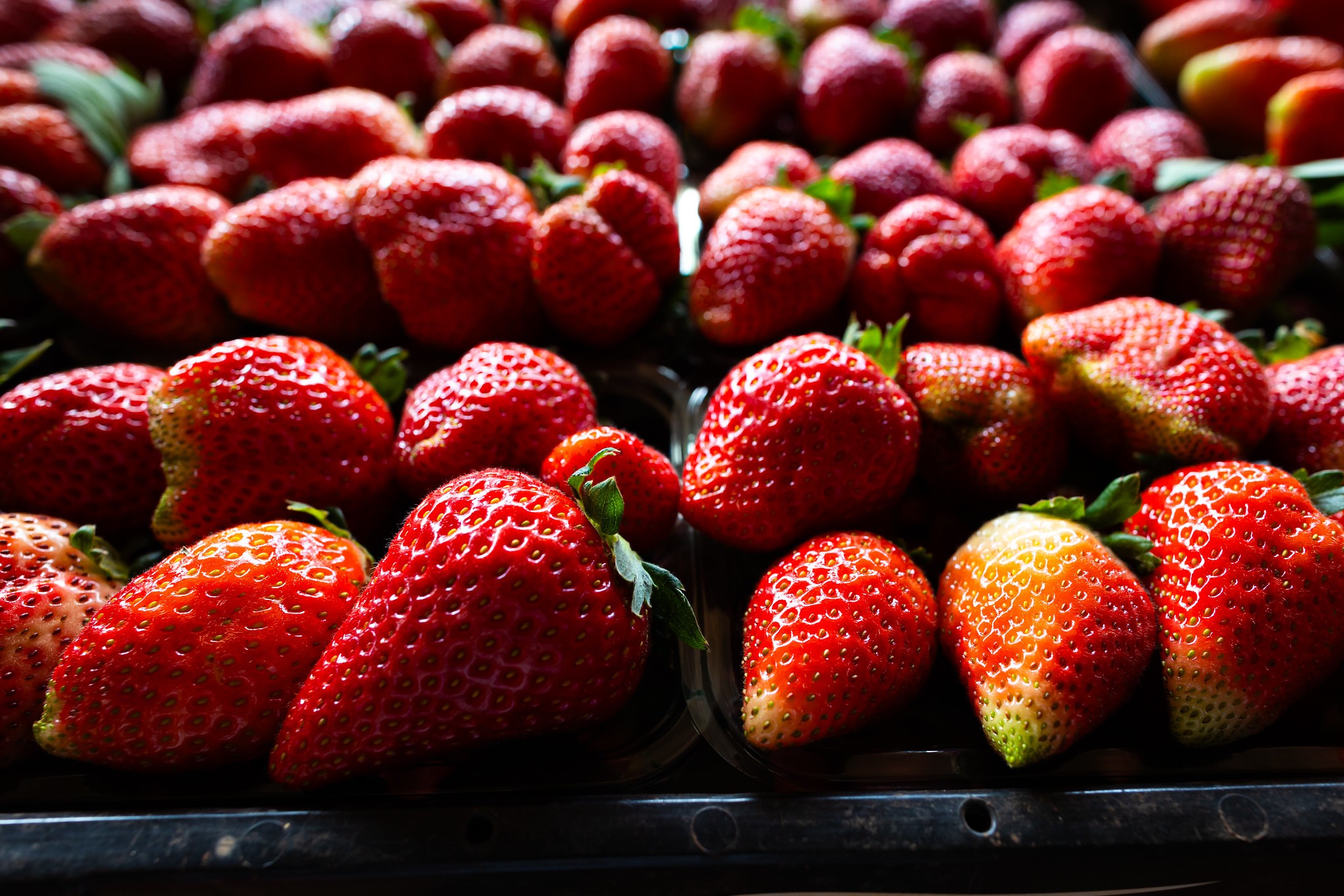 Governo de SP libera R$ 3 milhões em crédito para modernizar cultivo de morango