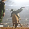 José Vitor Leme acumulou US$ 8 milhões na última temporada da PBR - Bull Stock Media