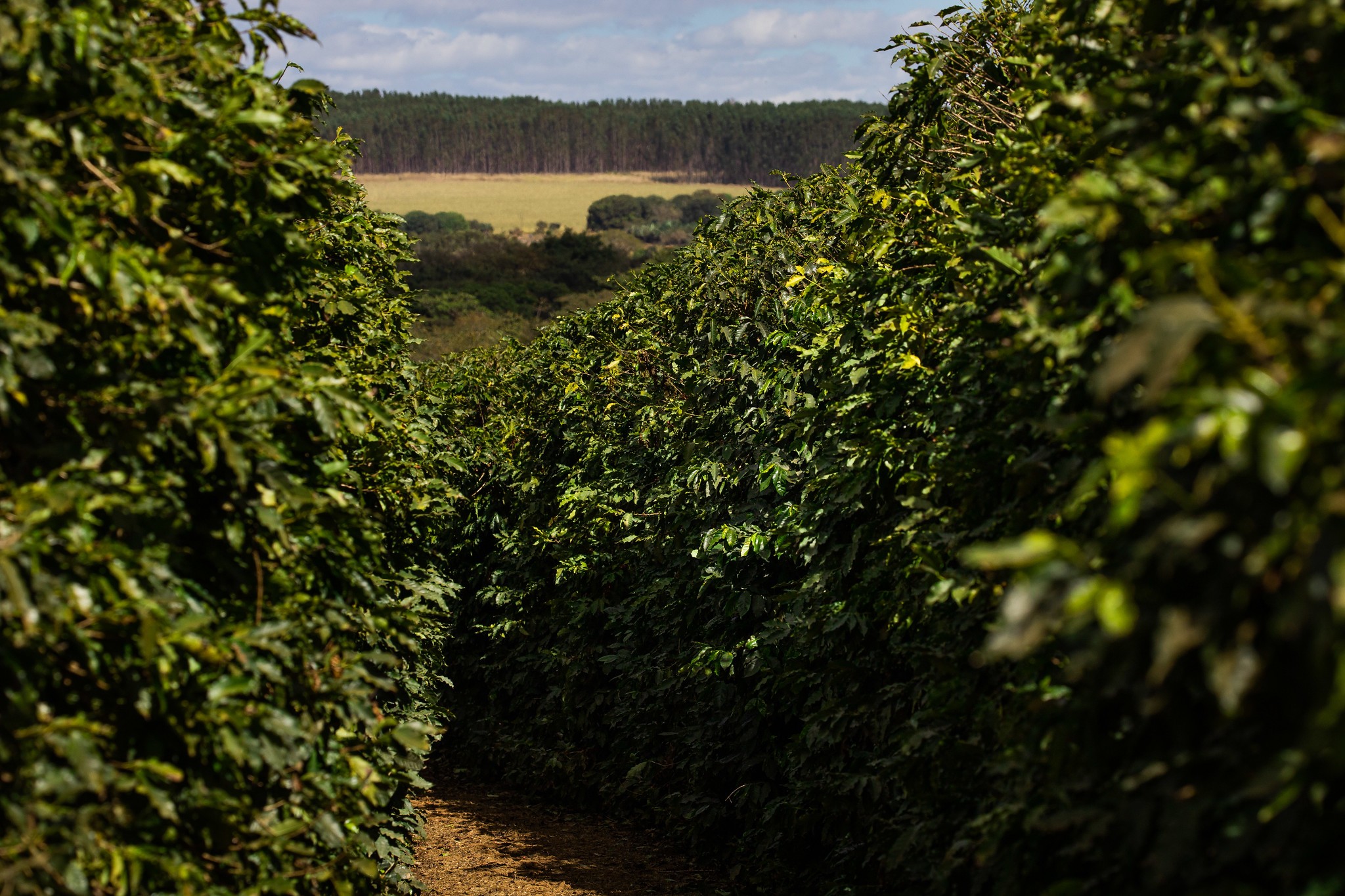 Café amplia desvalorização em Nova York com chuvas no Brasil