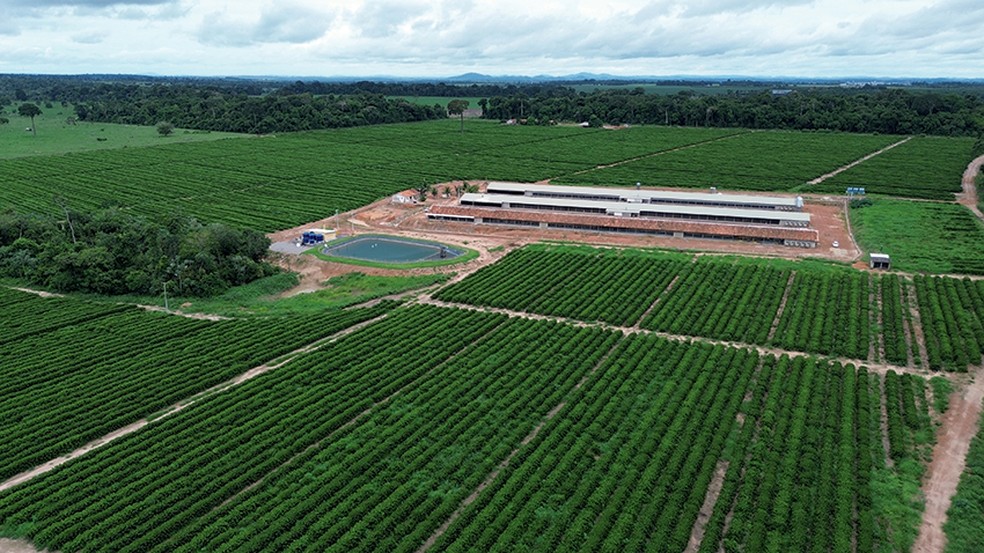 Geografia do café: cultivo do grão ganha novas regiões no Brasil
