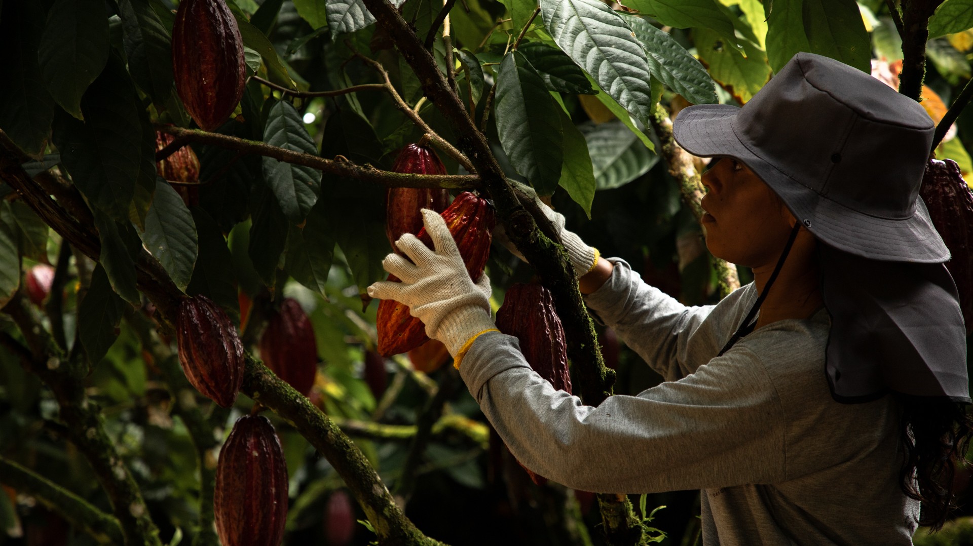 Cacau tem forte alta em Nova York; suco de laranja cai 3%