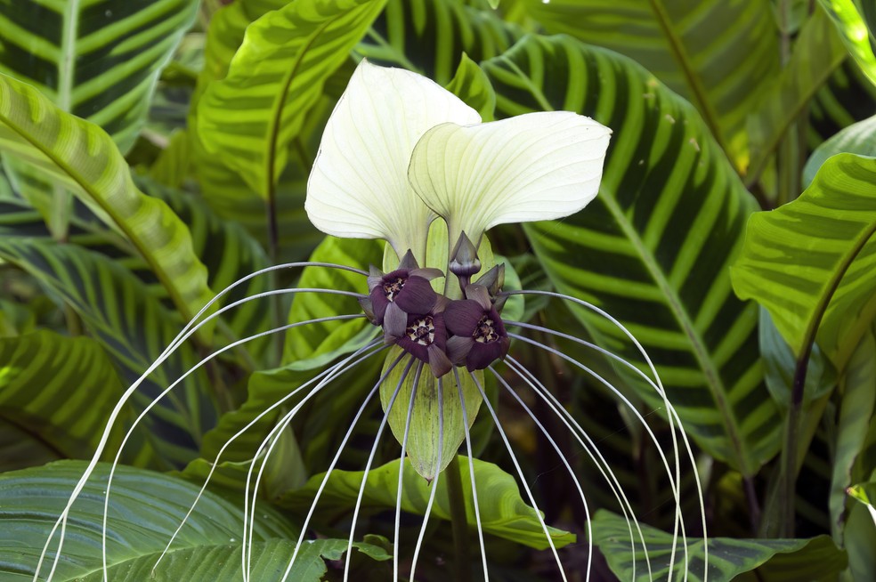 Flor-morcego branca — Foto: Getty Images