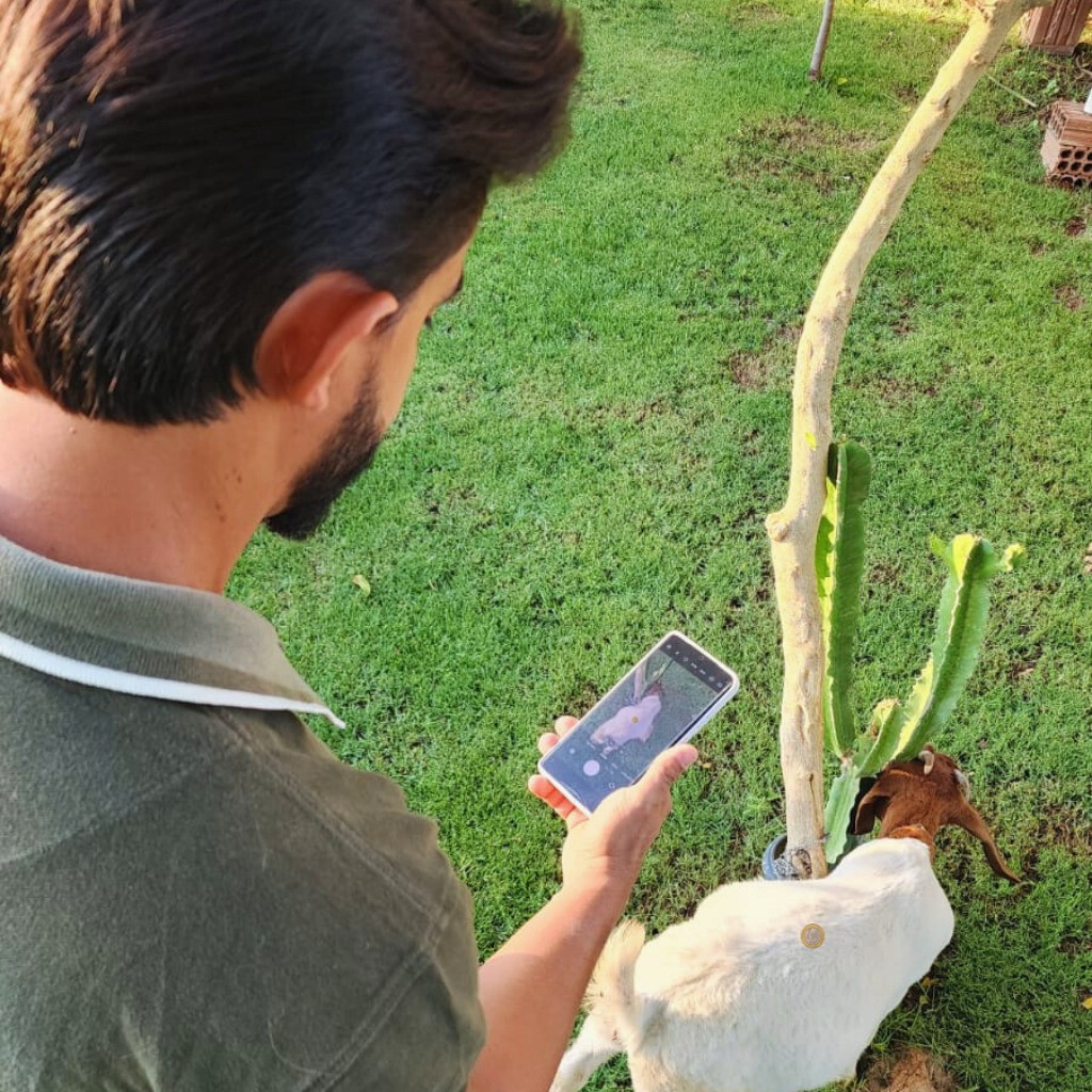Startup do Nordeste aposta em aplicativo que elimina risco de pesar animais ‘no olho’