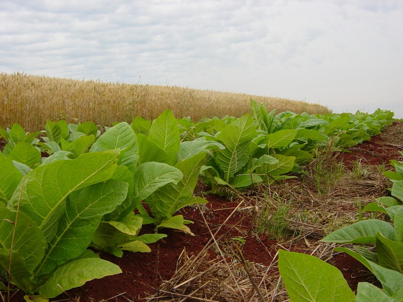 Renda por hectare na produção de tabaco é 700% maior do que a soja no Sul do Brasil