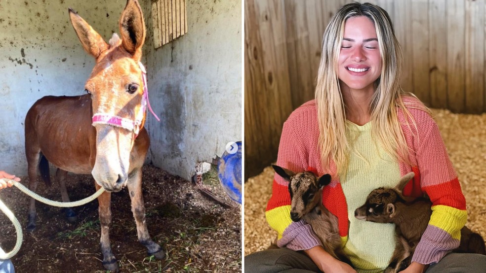 Giovanna Ewbank tem cabras, burro, cavalo e outros animais em rancho no RJ — Foto: Instagram/ Reprodução