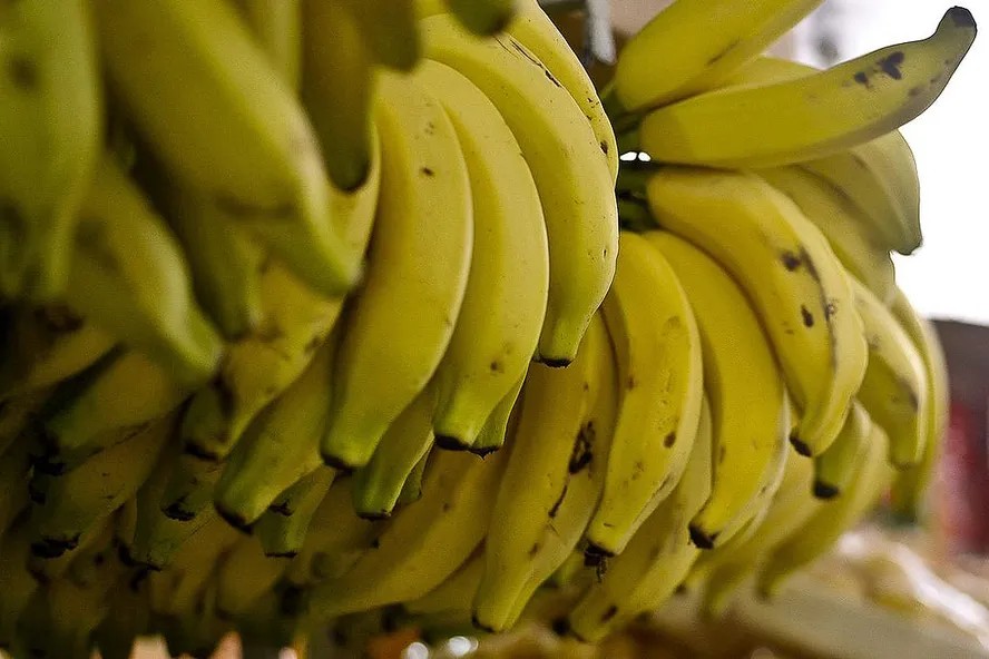 Banana de pé ou deitada: existe jeito certo de guardar a fruta?