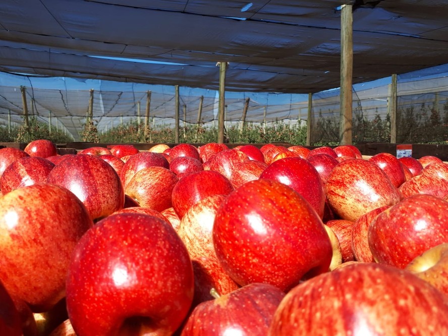 Produção brasileira de maçãs neste ano deve ficar perto de 1 milhão de toneladas