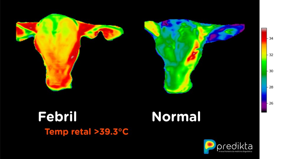 Comparação de imagens feitas em gados de leite pelo sensor — Foto: Predikta/Divulgação
