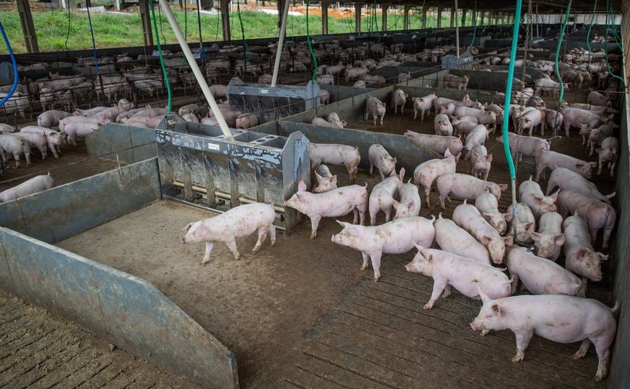 Rio Grande do Sul é responsável por 11% da produção nacional de frango e por quase 20% dos suínos