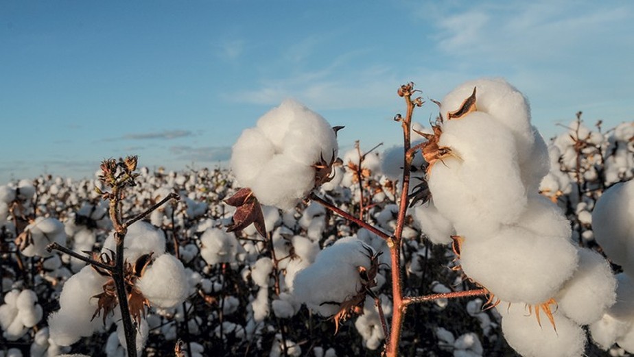 Beneficiamento do algodão da safra 2021/2022 chegou a 96% do produto colhido