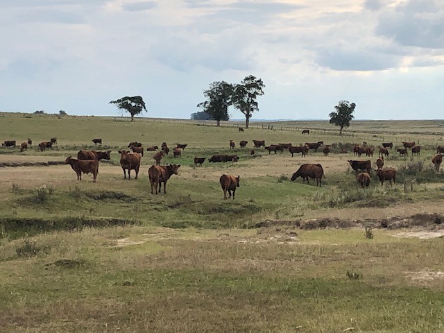 Como os concorrentes do Brasil reagiram à tarifa chinesa sobre carne bovina
