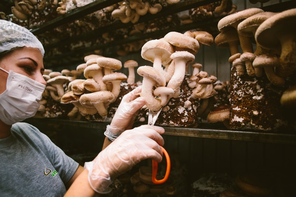 Fungibras produz entre 18 e 20 toneladas de shiitake por mês — Foto: Divulgação