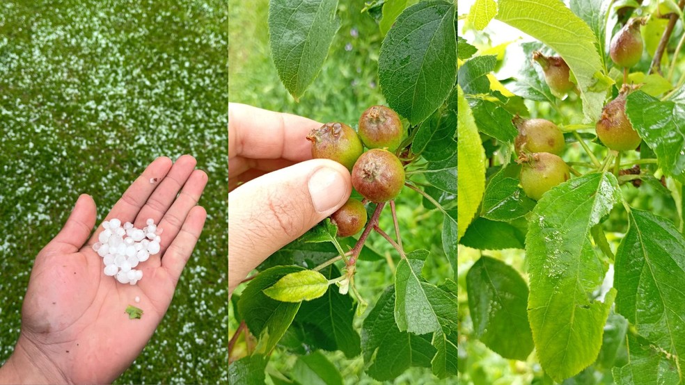 Maçã atingida por granizo em Santa Catarina - Produtor Douglas Padilha — Foto: Arquivo pessoal