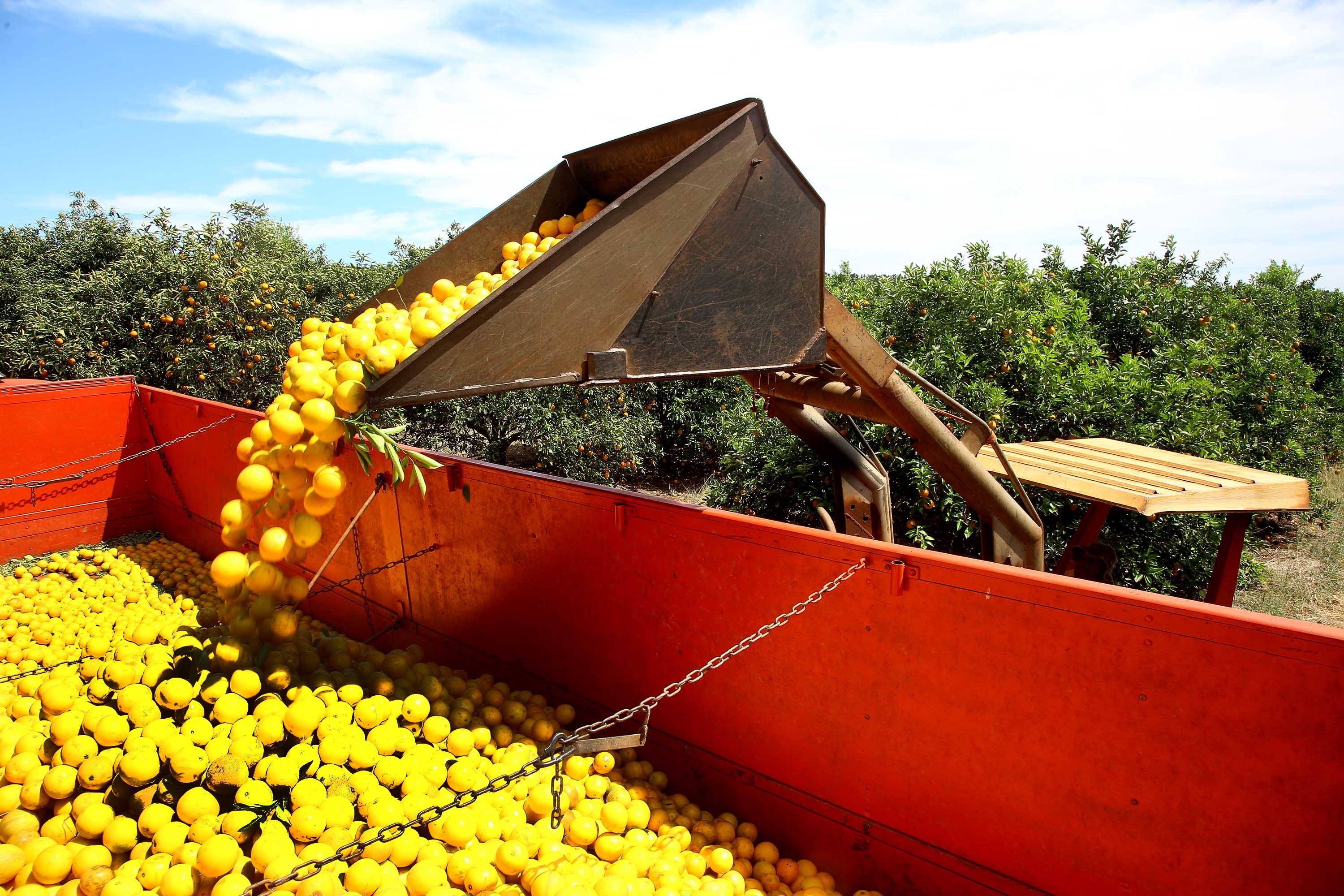 Preço da laranja in natura se enfraquece