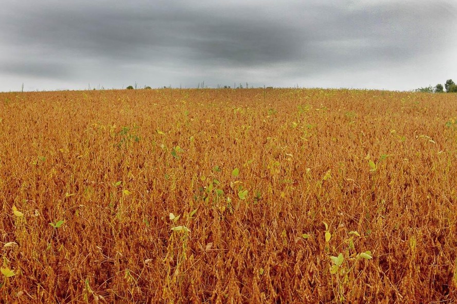 Chuvas em lavoura de soja no Paraná