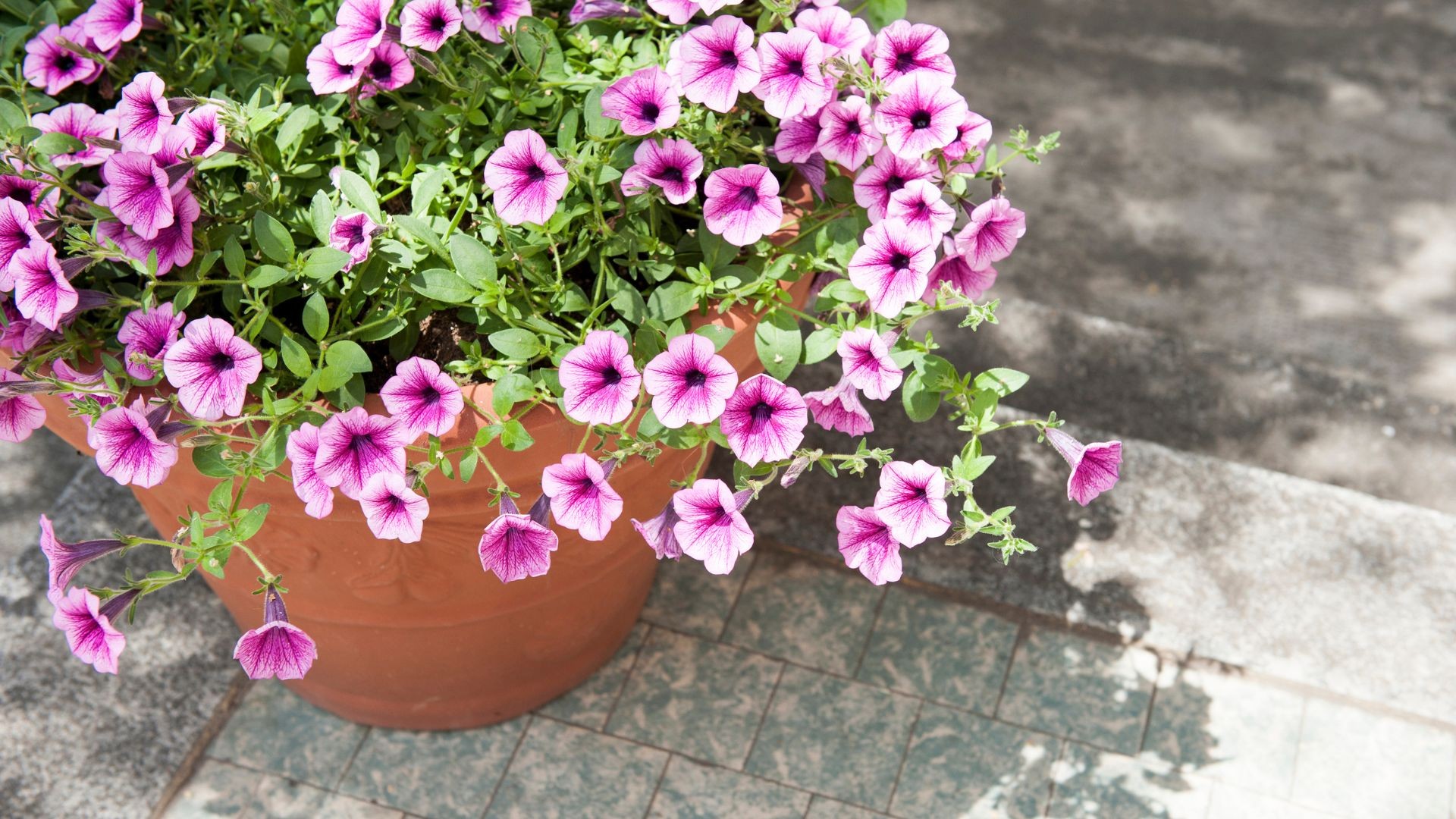 O que plantar em abril? Veja flores, hortaliças e árvores indicadas para o período