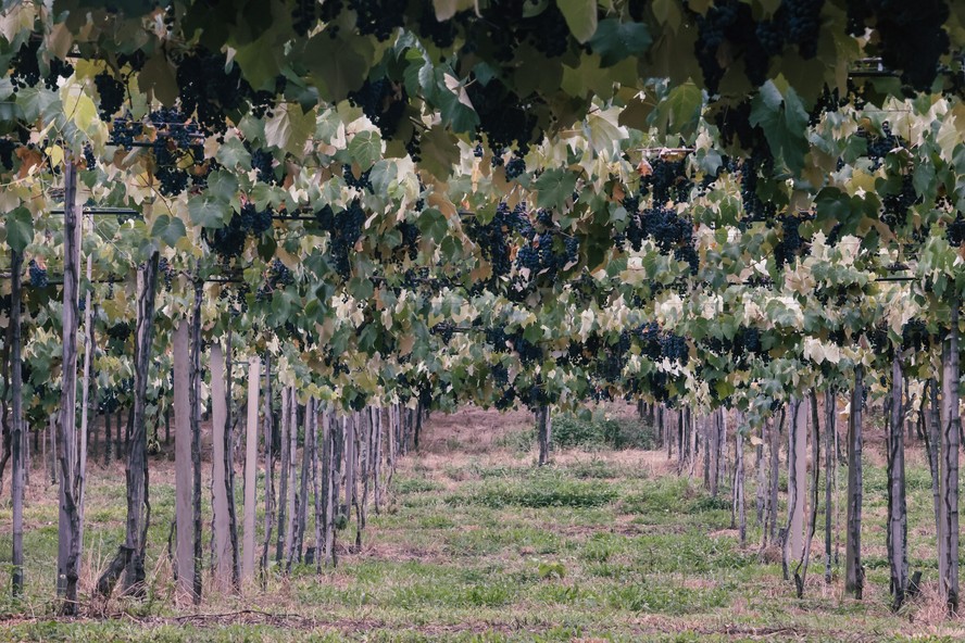 Equilíbrio nutricional impacta diretamente na sanidade dos vinhedos