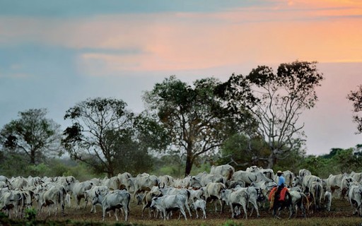 MT sanciona lei que permite avanço da pecuária no Pantanal