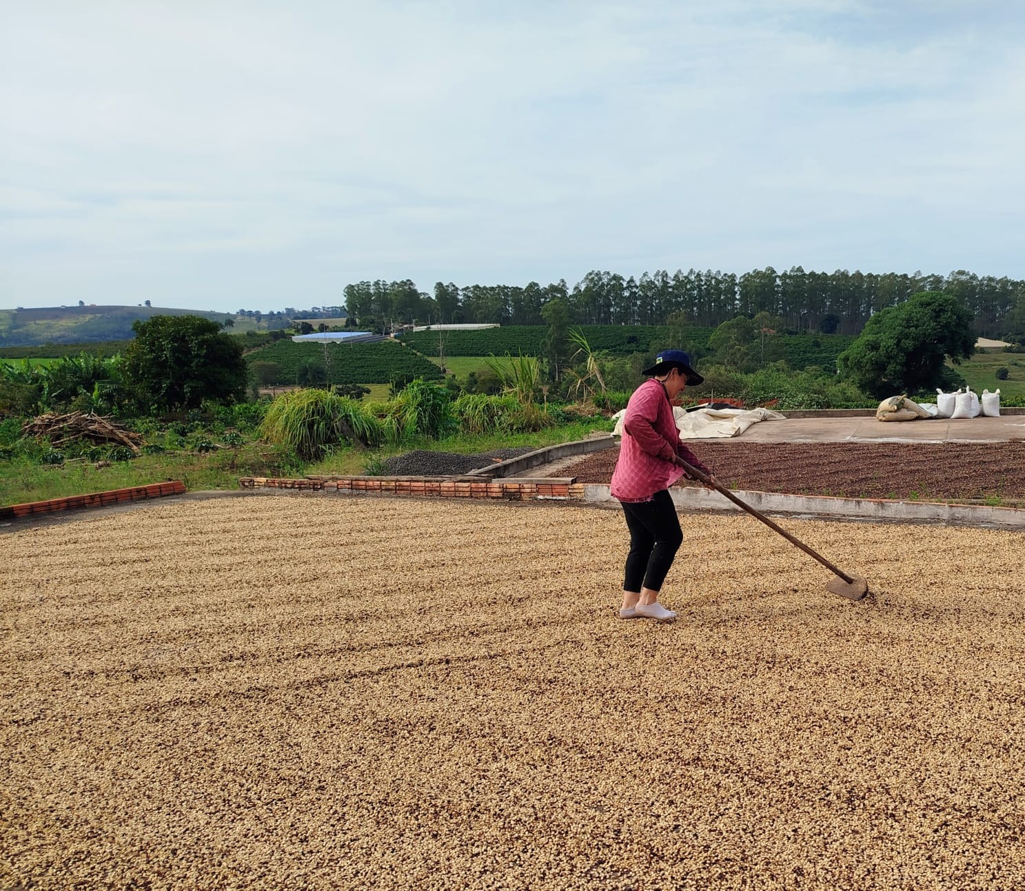 Marcas próprias de cafés especiais aumentam renda de pequenos produtores