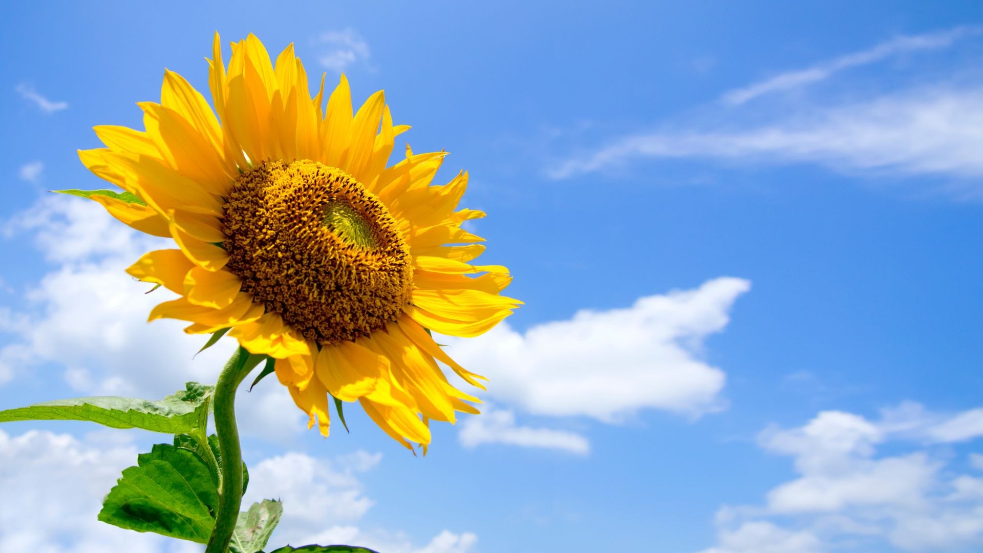 Como cuidar do girassol? Especialistas dão quatro dicas