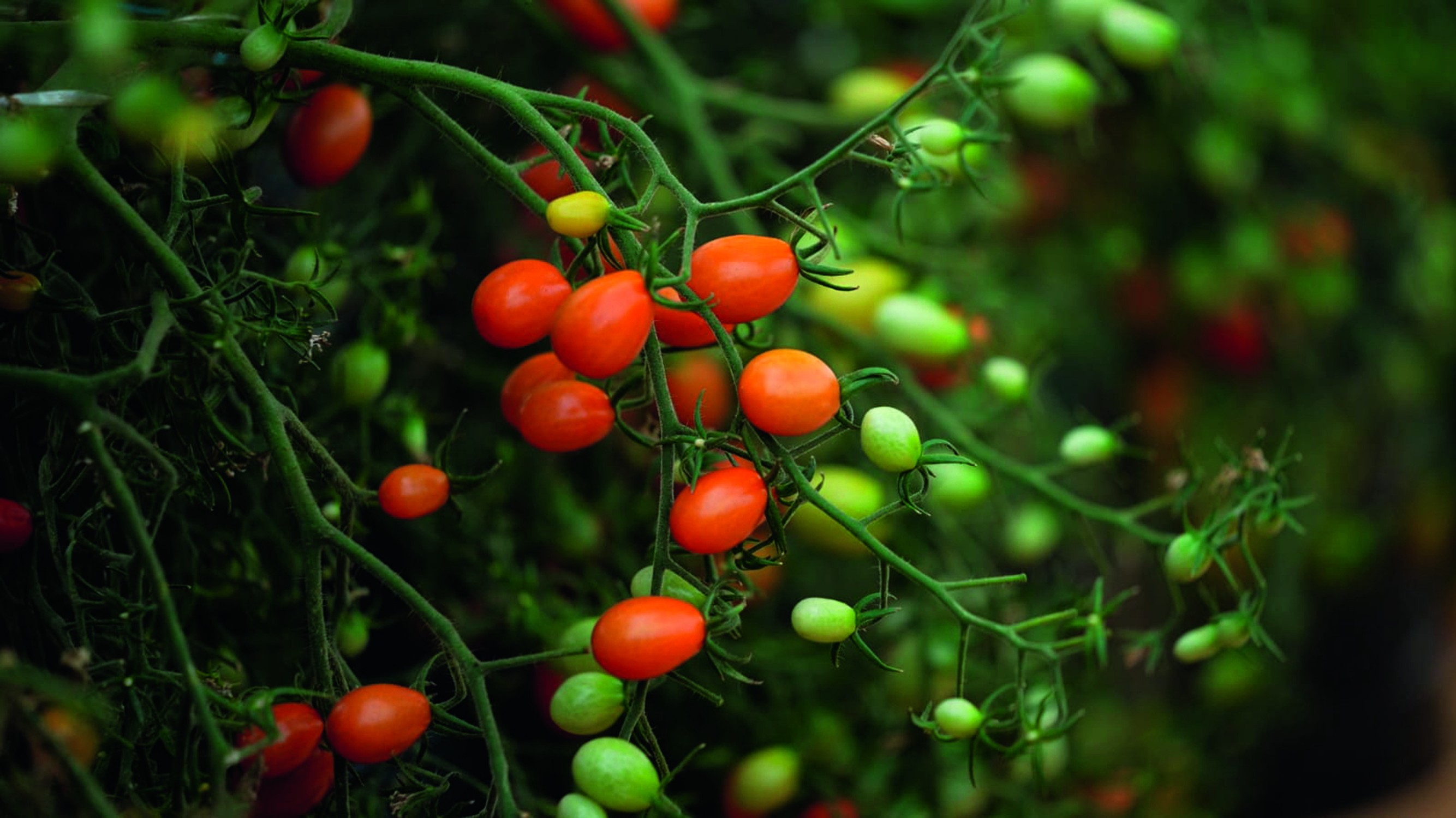 Rastreabilidade abre mercados para produtores de hortifrutis