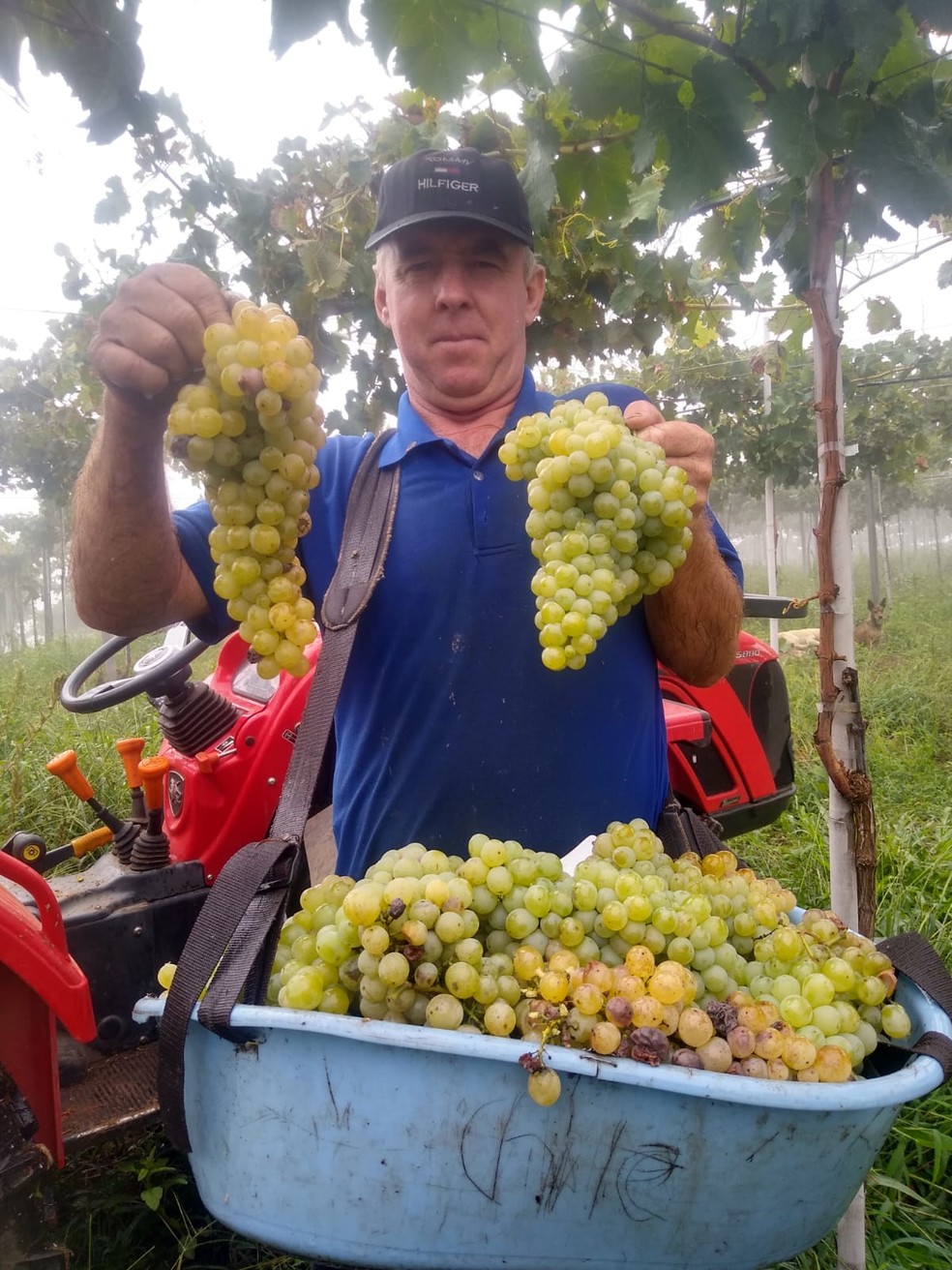 Natalino Tumelero, com a sua produ&ccedil;&atilde;o de uva moscato &mdash; Foto: Arquivo Pessoal