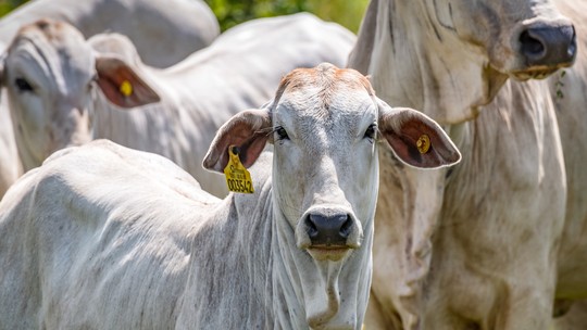Brasil regula abates e processamento de carnes para mercados religiosos