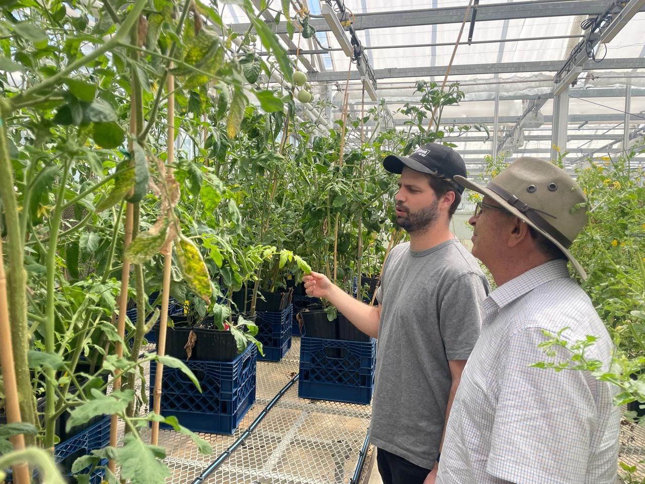 Pesquisa pode reduzir o uso de fungicidas no cultivo de tomates