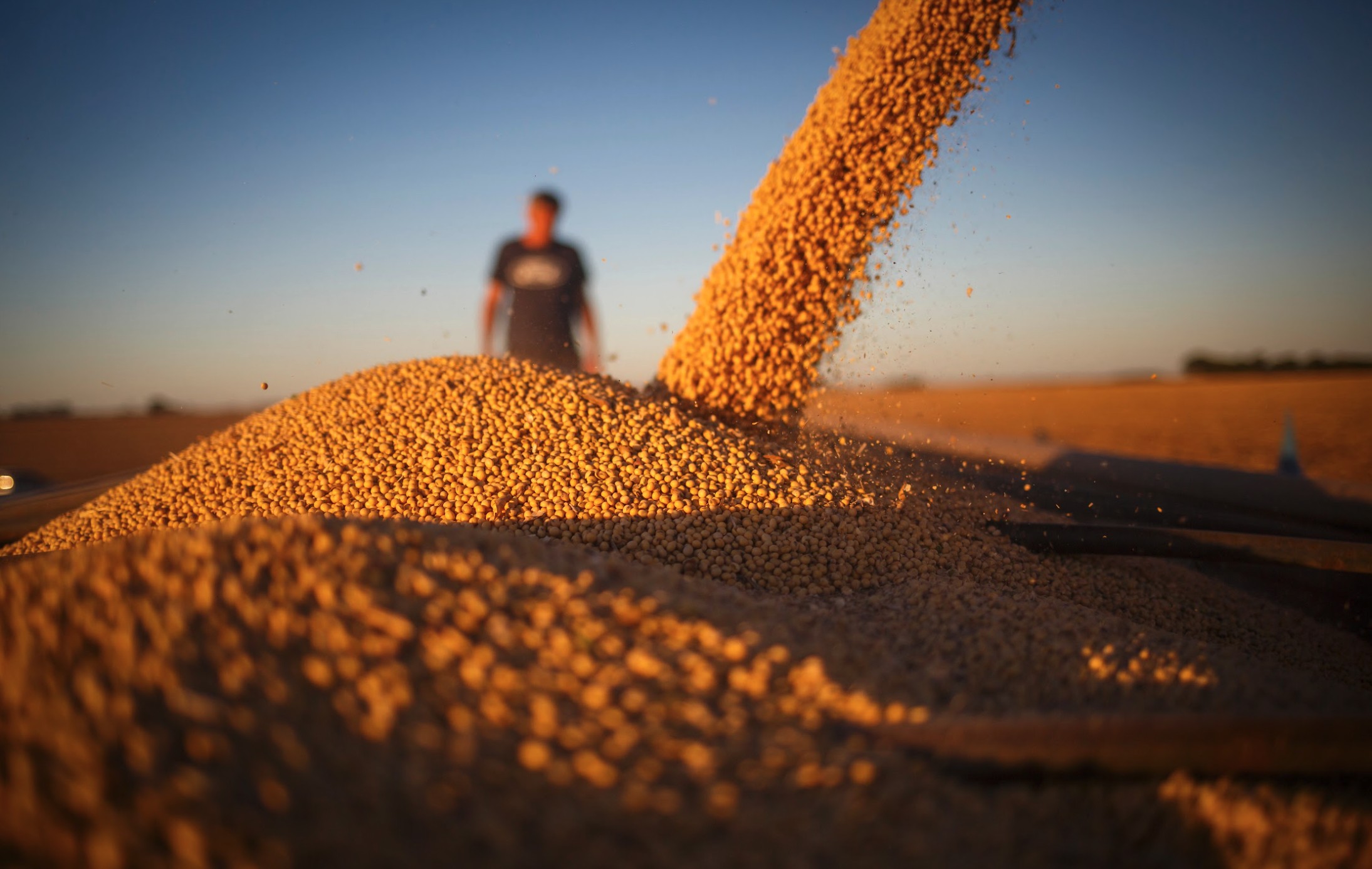 Soja e milho recuam, e trigo sobe na bolsa de Chicago