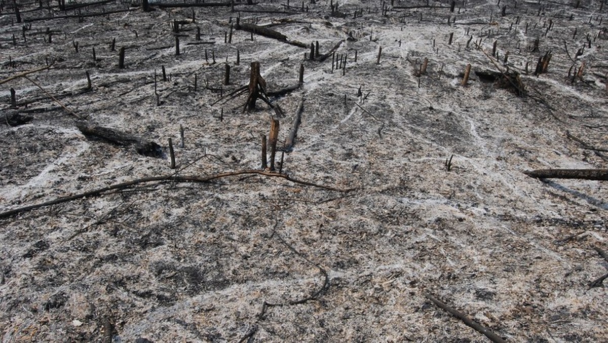 Queimadas caem 31% e testam coalizão ambiental de Lula