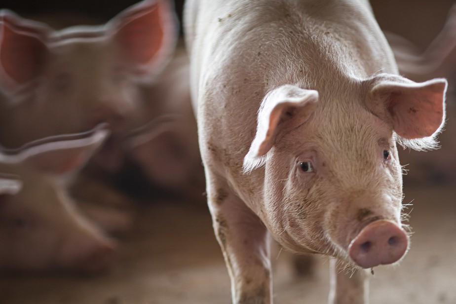 México é um dos três principais destinos das exportações globais de carne suína