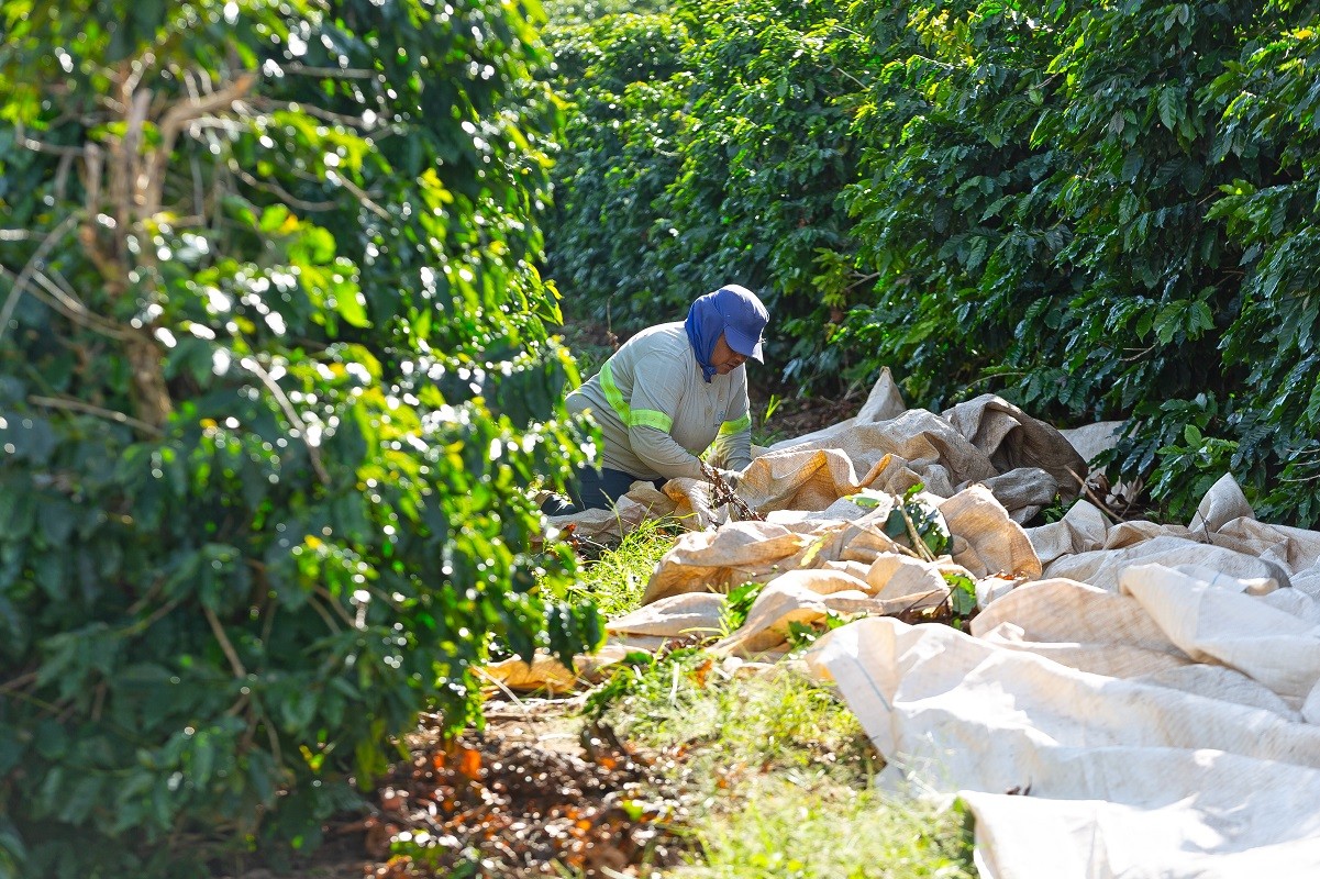Café recua em NY com avanço da colheita e incertezas geopolíticas