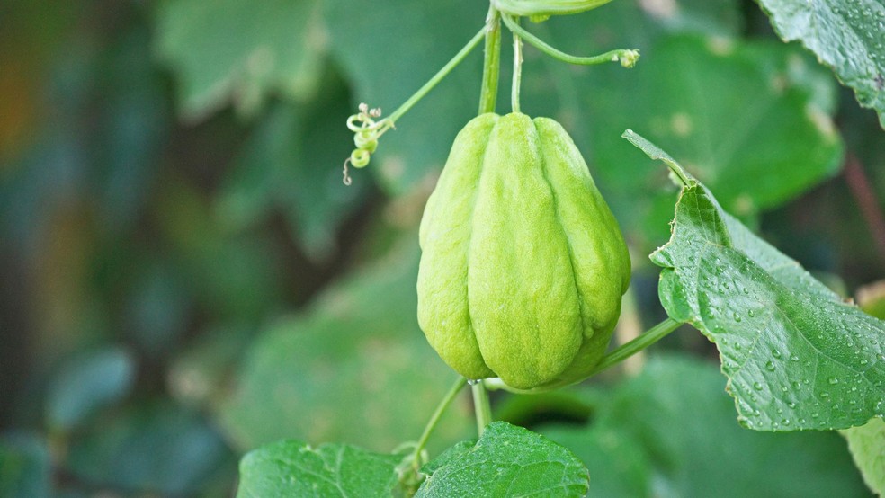 Chuchu — Foto: Canva/ Creative Commons
