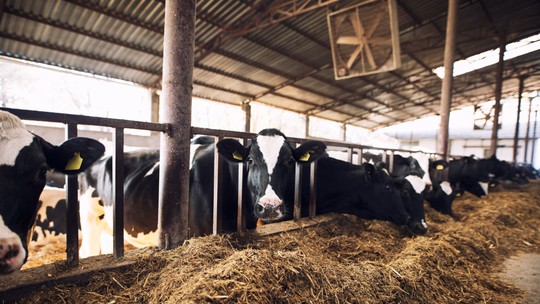 Alerta na pecuária leiteira: El Niño pode afetar bem-estar e levar à morte de vacas