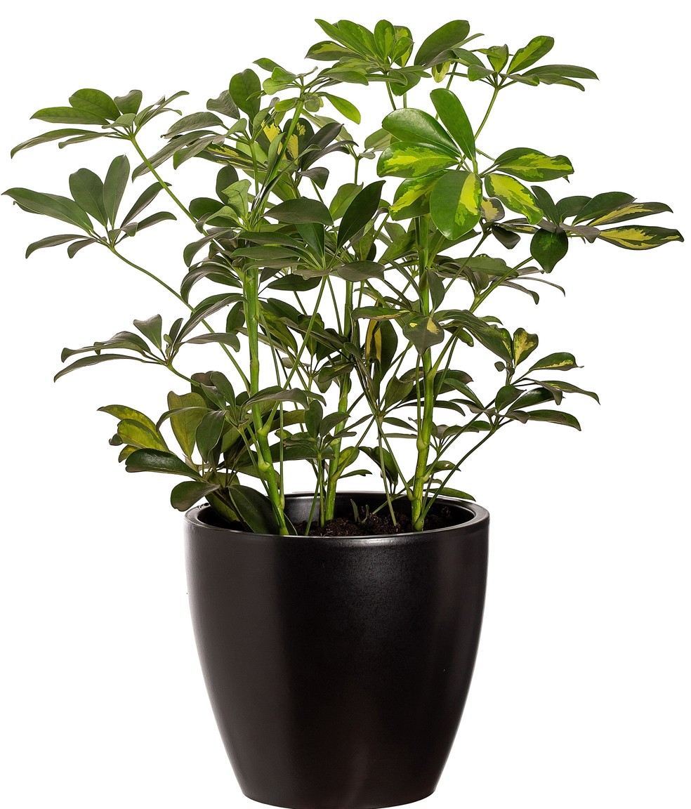 Schefflera — Foto: Divulgação/CVH