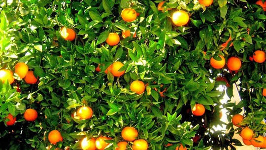 Como evitar o ataque de doenças fúngicas nos pomares de laranja