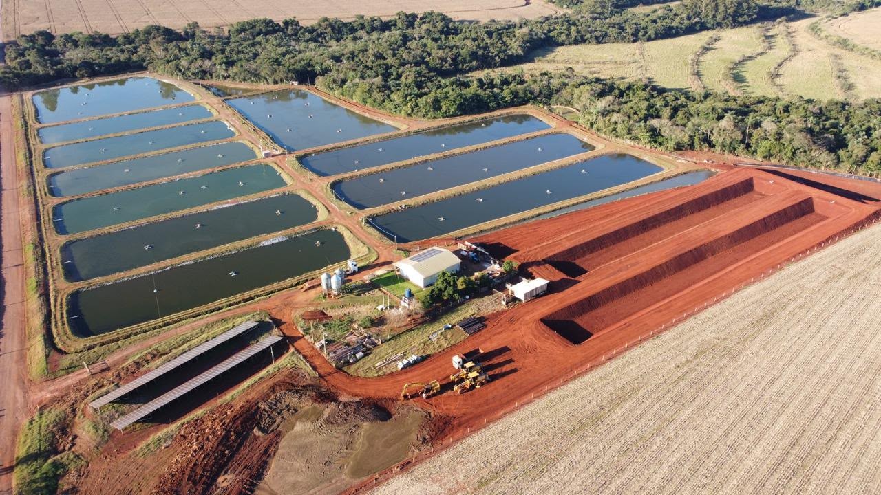 No principal produtor de tilápias do Brasil, até 10% das propriedades têm irregularidades